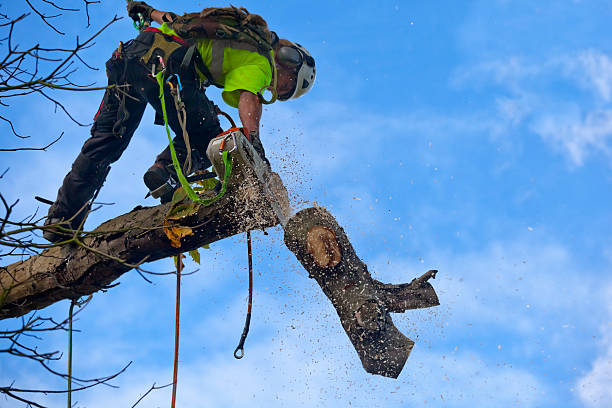 How Our Tree Care Process Works  in  Tamaqua, PA